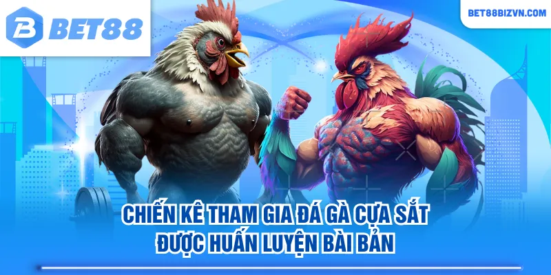 Chiến kê tham gia đá gà cựa sắt được huấn luyện bài bản